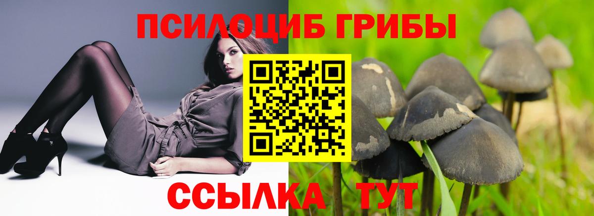 Псилоцибиновые грибы Psilocybine cubensis Лесозаводск